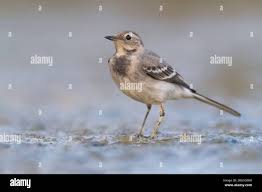 Attēlu rezultāti vaicājumam “Motacilla alba juvenile”