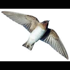 Image result for Petrochelidon pyrrhonota