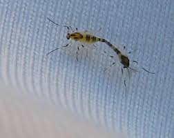 Attēlu rezultāti vaicājumam “Cricotopus”