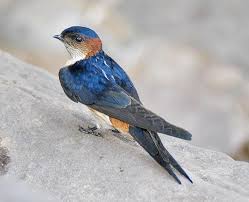 Image result for Cecropis daurica