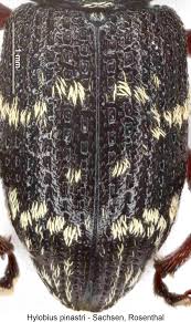 Attēlu rezultāti vaicājumam “Hylobius pinastri”