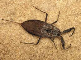 Attēlu rezultāti vaicājumam “Nepa cinerea nymph”