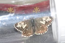 Attēlu rezultāti vaicājumam “Pyrgus serratulae underside”