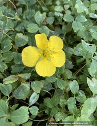 Attēlu rezultāti vaicājumam “Potentilla arenaria leaf”
