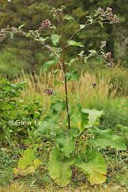 Attēlu rezultāti vaicājumam “Arctium tomentosum”