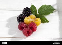 Image result for Rubus sectio