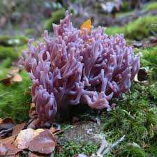 Attēlu rezultāti vaicājumam “Clavaria zollingeri”