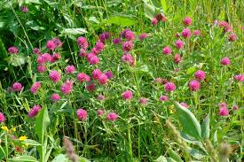 Attēlu rezultāti vaicājumam “Trifolium alpestre”