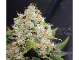 Resultado de imagen para la marihuana channel