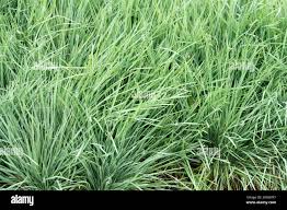 Attēlu rezultāti vaicājumam “Koeleria glauca flower”