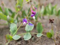 Attēlu rezultāti vaicājumam “Lathyrus japonicus subsp. maritimus fruit”