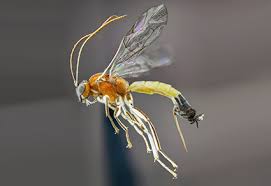 Attēlu rezultāti vaicājumam “Diphyus latebricola”