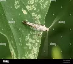Attēlu rezultāti vaicājumam “Gracillaria syringella imago”