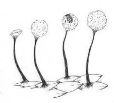 Attēlu rezultāti vaicājumam “Physarum notabile”