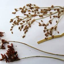 Attēlu rezultāti vaicājumam “Schoenoplectus lacustris subsp. glaucus fruit”