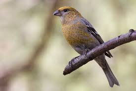 Image result for Pinicola enucleator