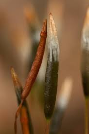 Attēlu rezultāti vaicājumam “Tetraphis pellucida”