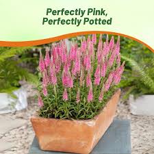 Attēlu rezultāti vaicājumam “Veronica spicata flower”