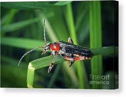 Attēlu rezultāti vaicājumam “Cantharis rustica”