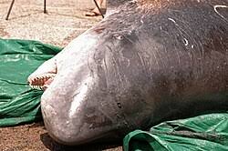 Image result for Kogia breviceps