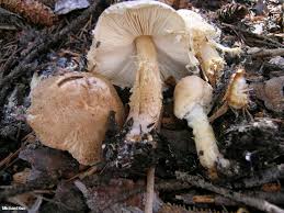 Attēlu rezultāti vaicājumam “Lepiota clypeolaria”