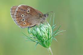 Attēlu rezultāti vaicājumam “Coenonympha glycerion underside”