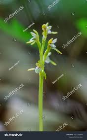 Attēlu rezultāti vaicājumam “Corallorhiza trifida fruit”
