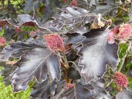 Attēlu rezultāti vaicājumam “Fagus sylvatica flower”