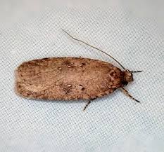 Attēlu rezultāti vaicājumam “Agonopterix heracliana”