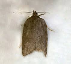 Attēlu rezultāti vaicājumam “Mythimna flammea”