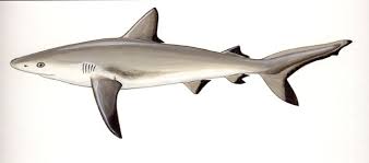 Image result for Carcharhinus amblyrhynchos