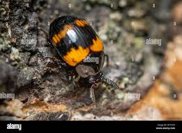 Attēlu rezultāti vaicājumam “Diaperis boleti imago”