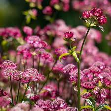 Image result for Astrantia majon `Abbey Road`