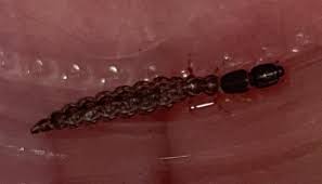 Attēlu rezultāti vaicājumam “Raphidioptera larva”