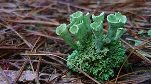 Attēlu rezultāti vaicājumam “Cladonia”