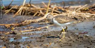Attēlu rezultāti vaicājumam “Actitis hypoleucos”