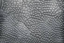Image result for reptile scales