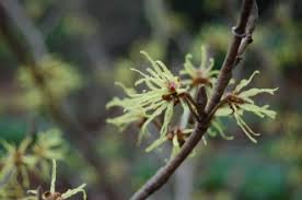 Attēlu rezultāti vaicājumam “Hamamelis japonica”