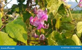 Attēlu rezultāti vaicājumam “Leguminosae”