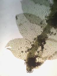 Attēlu rezultāti vaicājumam “Calypogeia”