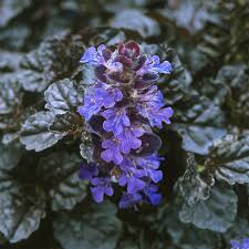Attēlu rezultāti vaicājumam “Ajuga reptans leaf”