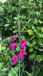 Attēlu rezultāti vaicājumam “Gladiolus imbricatus leaf”