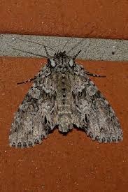 Attēlu rezultāti vaicājumam “Polia nebulosa”