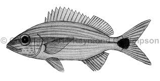 Image result for Haemulon aurolineatum