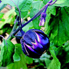 Afbeeldingsresultaat voor melanzana prosperosa eggplant