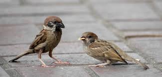 Attēlu rezultāti vaicājumam “Passer montanus”