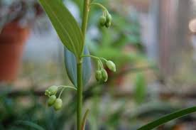 Attēlu rezultāti vaicājumam “Polygonatum verticillatum bud”