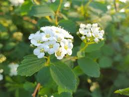 Attēlu rezultāti vaicājumam “Spiraea chamaedryfolia”