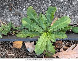 Attēlu rezultāti vaicājumam “Hypochaeris radicata leaf”