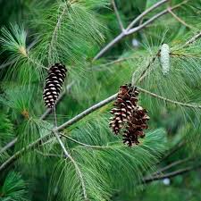 Attēlu rezultāti vaicājumam “Pinus strobus”